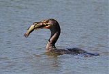 Double-crested Cormorantborder=